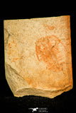 30446 - Rare 0.78 Inch Xystridura templatonensis Cambrian Trilobite - Australia
