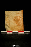 30446 - Rare 0.78 Inch Xystridura templatonensis Cambrian Trilobite - Australia