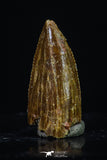 20179 - Rare 0.65 Inch Abelisaur Dinosaur Mesial Premaxillary Tooth Cretaceous KemKem Beds