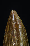 20179 - Rare 0.65 Inch Abelisaur Dinosaur Mesial Premaxillary Tooth Cretaceous KemKem Beds