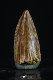20179 - Rare 0.65 Inch Abelisaur Dinosaur Mesial Premaxillary Tooth Cretaceous KemKem Beds