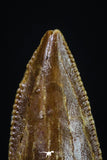 20179 - Rare 0.65 Inch Abelisaur Dinosaur Mesial Premaxillary Tooth Cretaceous KemKem Beds
