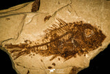 30447 - Top Beautiful 1.86 Inch Serranus sp Oligocene Fossil Fish - Poland