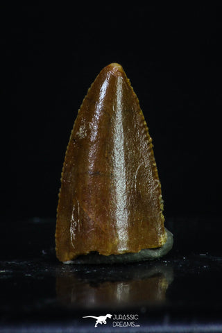 20180 - Rare 0.54 Inch Abelisaur Dinosaur Mesial Premaxillary Tooth Cretaceous KemKem Beds