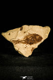 30447 - Top Beautiful 1.86 Inch Serranus sp Oligocene Fossil Fish - Poland