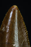 20180 - Rare 0.54 Inch Abelisaur Dinosaur Mesial Premaxillary Tooth Cretaceous KemKem Beds
