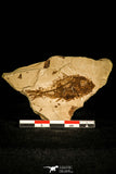 30447 - Top Beautiful 1.86 Inch Serranus sp Oligocene Fossil Fish - Poland