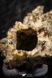 07304 -  Top Rare 1.81 Inch Fulgurite ("Petrified lightning") Collected in Algeria