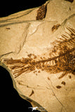 30447 - Top Beautiful 1.86 Inch Serranus sp Oligocene Fossil Fish - Poland