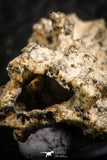 07304 -  Top Rare 1.81 Inch Fulgurite ("Petrified lightning") Collected in Algeria