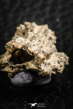 07304 -  Top Rare 1.81 Inch Fulgurite ("Petrified lightning") Collected in Algeria