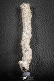 07305 -  Top Rare 5.26 Inch Fulgurite ("Petrified lightning") Collected in Algeria