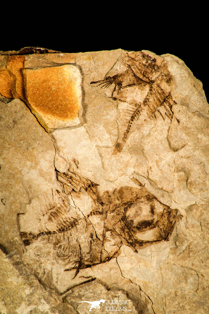 30448 - Beautiful Association of Capros radobojanus Oligocene Fossil Fishes - Poland