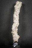 07305 -  Top Rare 5.26 Inch Fulgurite ("Petrified lightning") Collected in Algeria