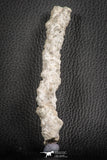 07305 -  Top Rare 5.26 Inch Fulgurite ("Petrified lightning") Collected in Algeria