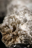 07305 -  Top Rare 5.26 Inch Fulgurite ("Petrified lightning") Collected in Algeria