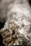 07305 -  Top Rare 5.26 Inch Fulgurite ("Petrified lightning") Collected in Algeria