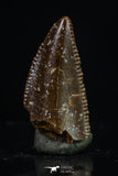 20183 - Top Beautiful 0.57 Inch Serrated Abelisaur Dinosaur Tooth Cretaceous KemKem Beds