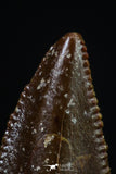 20183 - Top Beautiful 0.57 Inch Serrated Abelisaur Dinosaur Tooth Cretaceous KemKem Beds