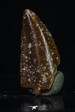20183 - Top Beautiful 0.57 Inch Serrated Abelisaur Dinosaur Tooth Cretaceous KemKem Beds