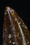 20183 - Top Beautiful 0.57 Inch Serrated Abelisaur Dinosaur Tooth Cretaceous KemKem Beds
