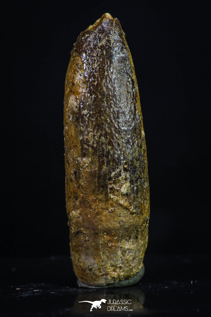 20184 - Great 1.14 Inch Rebbachisaurus Diplodocoid Sauropod Dinosaur Tooth