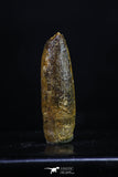 20184 - Great 1.14 Inch Rebbachisaurus Diplodocoid Sauropod Dinosaur Tooth