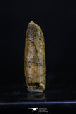 20184 - Great 1.14 Inch Rebbachisaurus Diplodocoid Sauropod Dinosaur Tooth