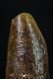 20185 - Well Preserved 1.19 Inch Rebbachisaurus Diplodocoid Sauropod Dinosaur Tooth