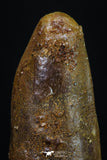 20185 - Well Preserved 1.19 Inch Rebbachisaurus Diplodocoid Sauropod Dinosaur Tooth