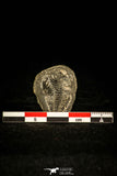 30451 - Rare 0.85 Inch Wujiajiania southerlandi Upper Cambrian Trilobite - Canada