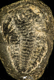 30451 - Rare 0.85 Inch Wujiajiania southerlandi Upper Cambrian Trilobite - Canada