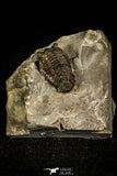30453 - Well Preserved 0.69 Inch Pseudocybele lemurei Ordovician Trilobite - Utah, USA