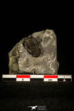 30453 - Well Preserved 0.69 Inch Pseudocybele lemurei Ordovician Trilobite - Utah, USA