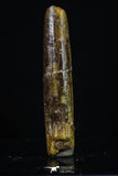 20189 - Finest Quality 1.16 Inch Rebbachisaurus Diplodocoid Sauropod Dinosaur Tooth