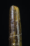 20189 - Finest Quality 1.16 Inch Rebbachisaurus Diplodocoid Sauropod Dinosaur Tooth