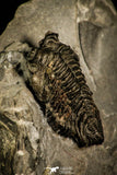 30453 - Well Preserved 0.69 Inch Pseudocybele lemurei Ordovician Trilobite - Utah, USA