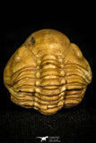 30454 - Top Beautiful Rolled 1.08 Inch Reedops deckri Lower Devonian Trilobite - Oklahoma, USA