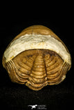30454 - Top Beautiful Rolled 1.08 Inch Reedops deckri Lower Devonian Trilobite - Oklahoma, USA
