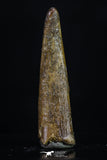 20191 - Top Beautiful 1.24 Inch Pterosaur (Coloborhynchus) Tooth Cretaceous KemKem