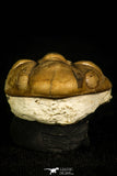 30454 - Top Beautiful Rolled 1.08 Inch Reedops deckri Lower Devonian Trilobite - Oklahoma, USA