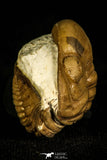 30454 - Top Beautiful Rolled 1.08 Inch Reedops deckri Lower Devonian Trilobite - Oklahoma, USA