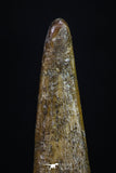 20191 - Top Beautiful 1.24 Inch Pterosaur (Coloborhynchus) Tooth Cretaceous KemKem