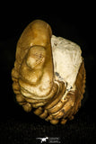 30454 - Top Beautiful Rolled 1.08 Inch Reedops deckri Lower Devonian Trilobite - Oklahoma, USA