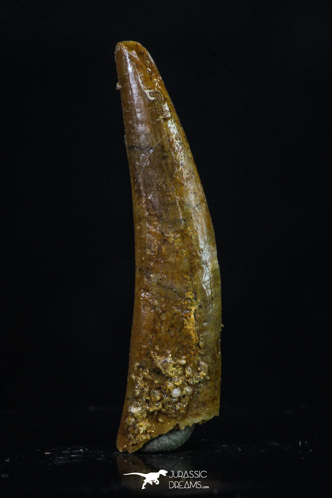 20192 - Beautiful 1.18 Inch Pterosaur (Coloborhynchus) Tooth Cretaceous KemKem