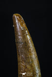 20192 - Beautiful 1.18 Inch Pterosaur (Coloborhynchus) Tooth Cretaceous KemKem