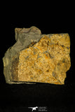 30455 - Beautiful 0.52 Inch Bathycheilus typicum Middle Cambrian Trilobite - Idaho, USA