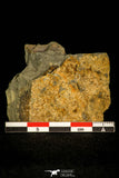 30455 - Beautiful 0.52 Inch Bathycheilus typicum Middle Cambrian Trilobite - Idaho, USA