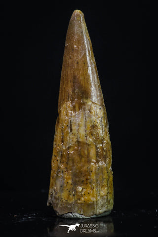 20193 - Top Beautiful 1.07 Inch Pterosaur (Coloborhynchus) Tooth Cretaceous KemKem