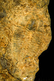 30455 - Beautiful 0.52 Inch Bathycheilus typicum Middle Cambrian Trilobite - Idaho, USA